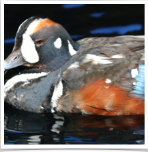 Harlequin Duck - Floating Harlequin Duck - Floating